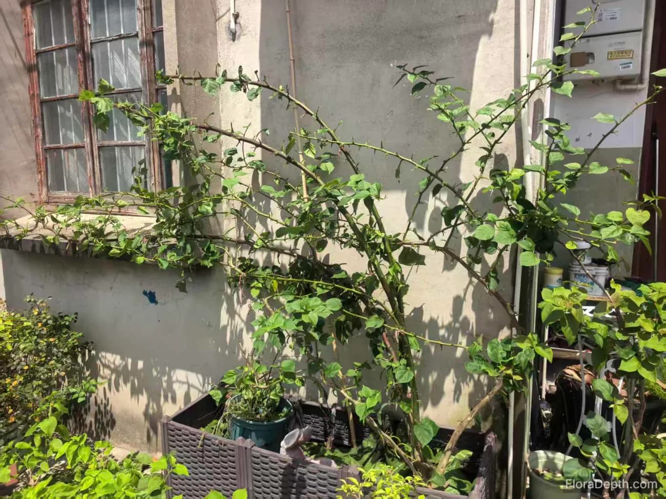 how to protect trained bougainvillea trellis in winter