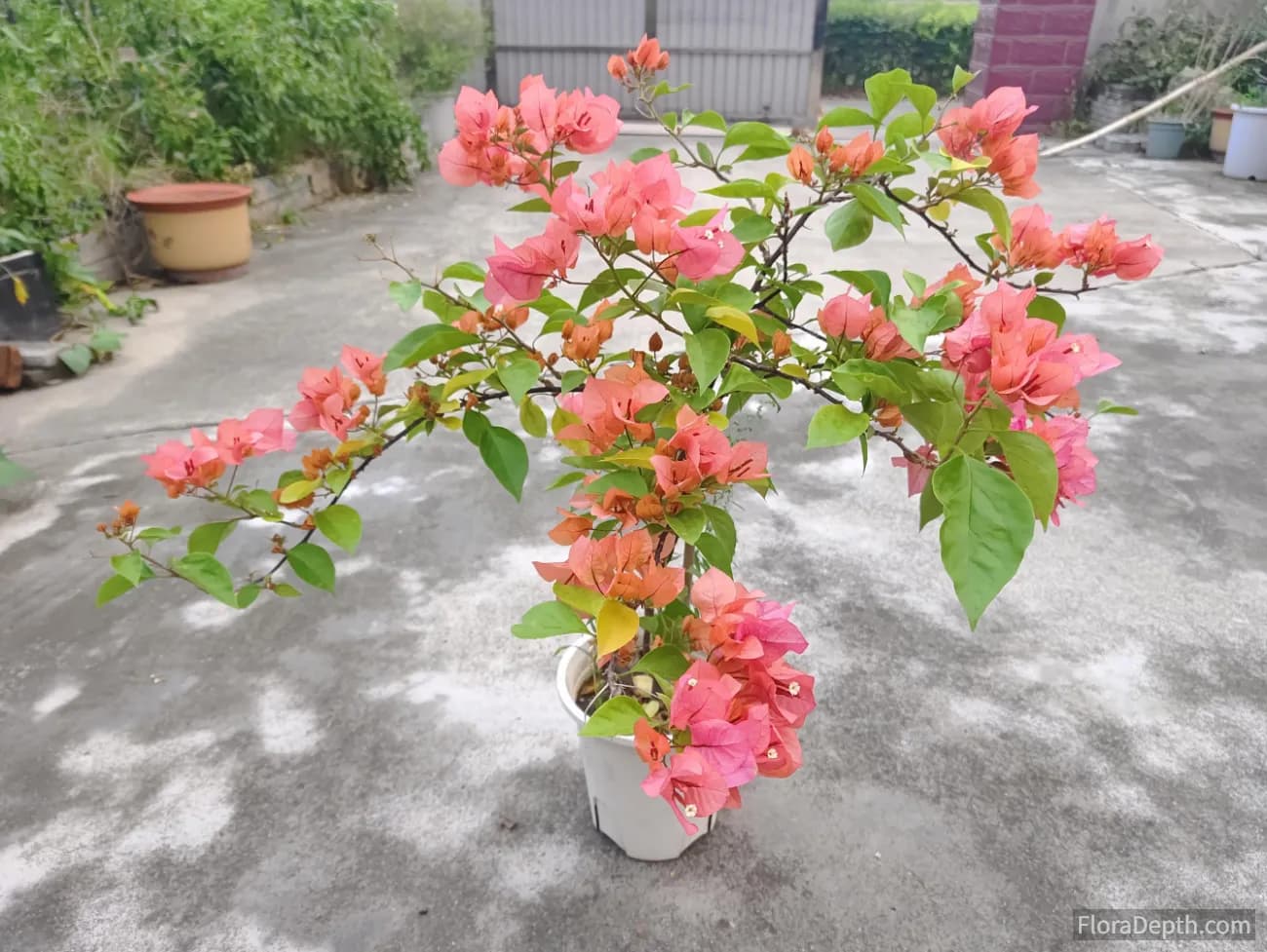 Bougainvillea Magic: Stunning Blooms with Minimal Effort