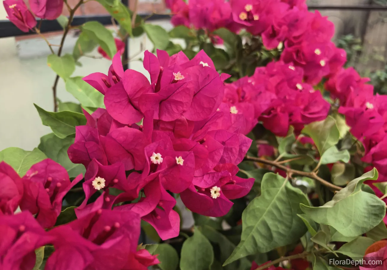 Best Fertilizer for Bougainvillea: 7 Picks & the Right NPK Ratio